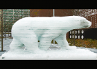 L’ours blanc sur glaces éphémères