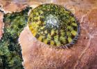 Patelle à écaille de tortue sur un substrat