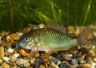 Emerald catfish in an aquarium