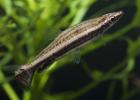 A brown pencilfish