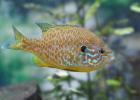 Pumpkinseed