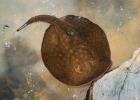 Raie de rivière vermiculée au Biodôme