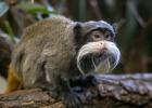 Un tamarin empereur accroupi sur une branche.