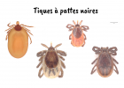Tiques à pattes noires