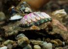 Tonicella marmorea, 