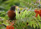 Turdus migratorius