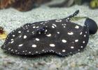 Xingu River stingray (Potamotrygon leopoldi)