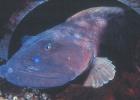 Zoarces americanus