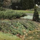Protection hivernale branche