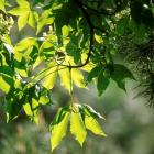 Feuillage d'arbres