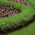 Buxus microphylla 'Green Gem'
