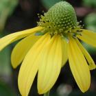 Rudbeckia laciniata