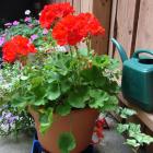 Potted geranium