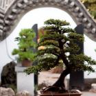 Penjing in the Springtime Courtyard