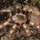 Nhadu colorativillosus.