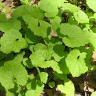Alliaria petiolata