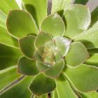 Plante succulente (<em>Aeonium rubrolineatum</em>)