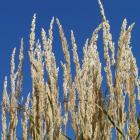 Calamagrostis x acutiflora
