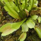 Venus flytrap (&lt;em&gt;Dionaea muscipula&lt;/em&gt;), a carnivorous plant.