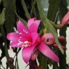 Epiphyllum