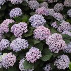 Hydrangea macrophylla
