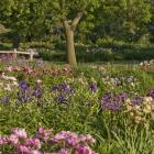 A variety of flowers
