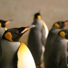 Penguin Feeding Time