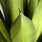 Agave (<em>Agave celsii</em>)