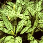 Aglaonema nitidum 'Silver King'