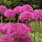 Allium hollandicum 'Purple Sensation'