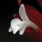 Alpinia purpurata
