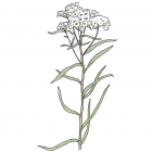 Anaphalis margaritacea