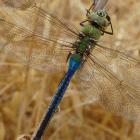 Anax junius