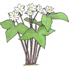 Anemone acutiloba (anc.: Hepatica acutiloba)