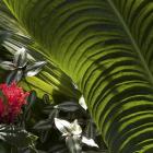 Anthurium veitchii.