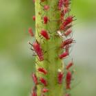 Aphididae