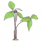 Arisaema triphyllum (anc.: Arisaema atroruben)