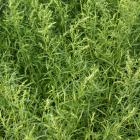 Artemisia dracunculus 'Inodora'
