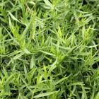 Artemisia dracunculus 'Sativa'