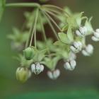 Poke milkweed