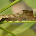 Banded king shoemaker caterpillar