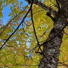 Bouleau jaune avec des feuilles jaunissantes à l'automne