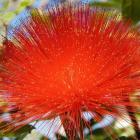 Calliandra haematocephala.