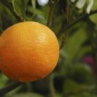 Citrus reticulata