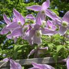 Clematis alpina 'Jacqueline Du Pré'
