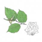 Corylus cornuta