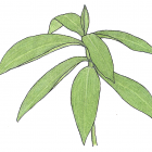 Costus guayanensis Rusby