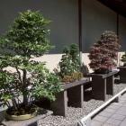 Bonsai Courtyard
