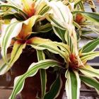 Cryptanthus bromelioides 'Tricolor'