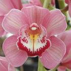 Cymbidium (Gorey 'Trinity' AM/RHS x Maufant 'Rozel' FCC/RHS).